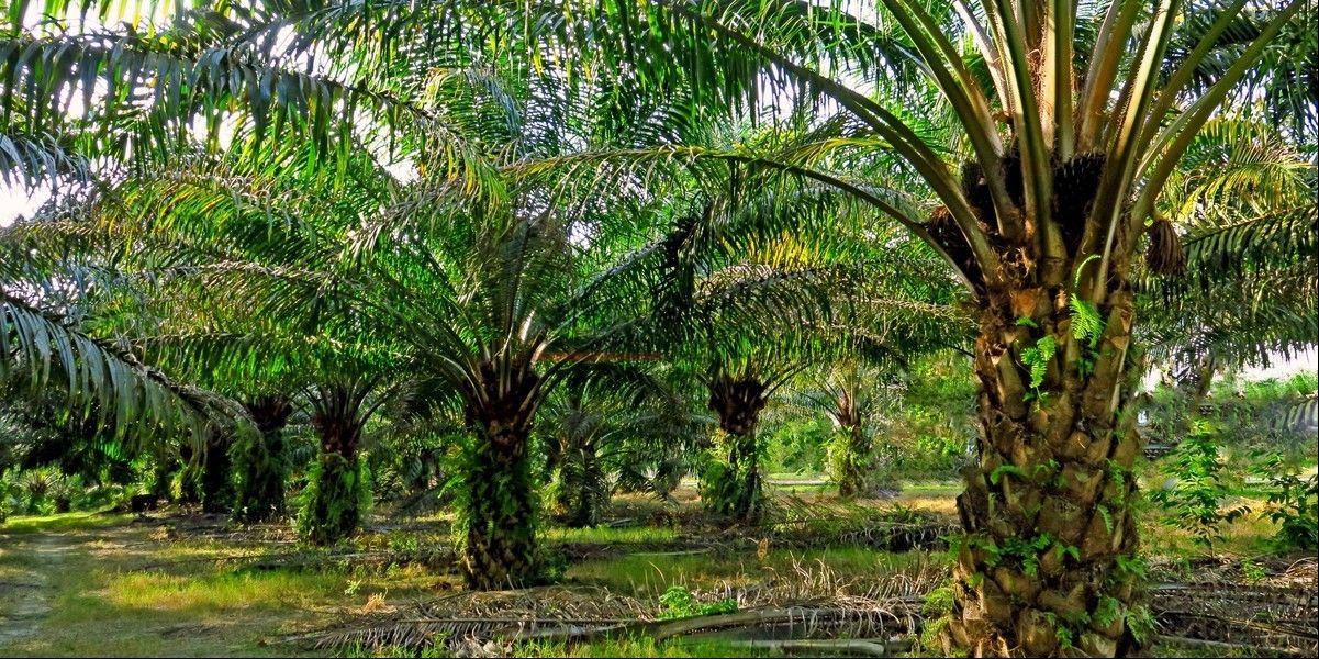 palm oil is rich in C12-C14 chain fatty acids palm oil is rich in C12-C14 chain fatty acids