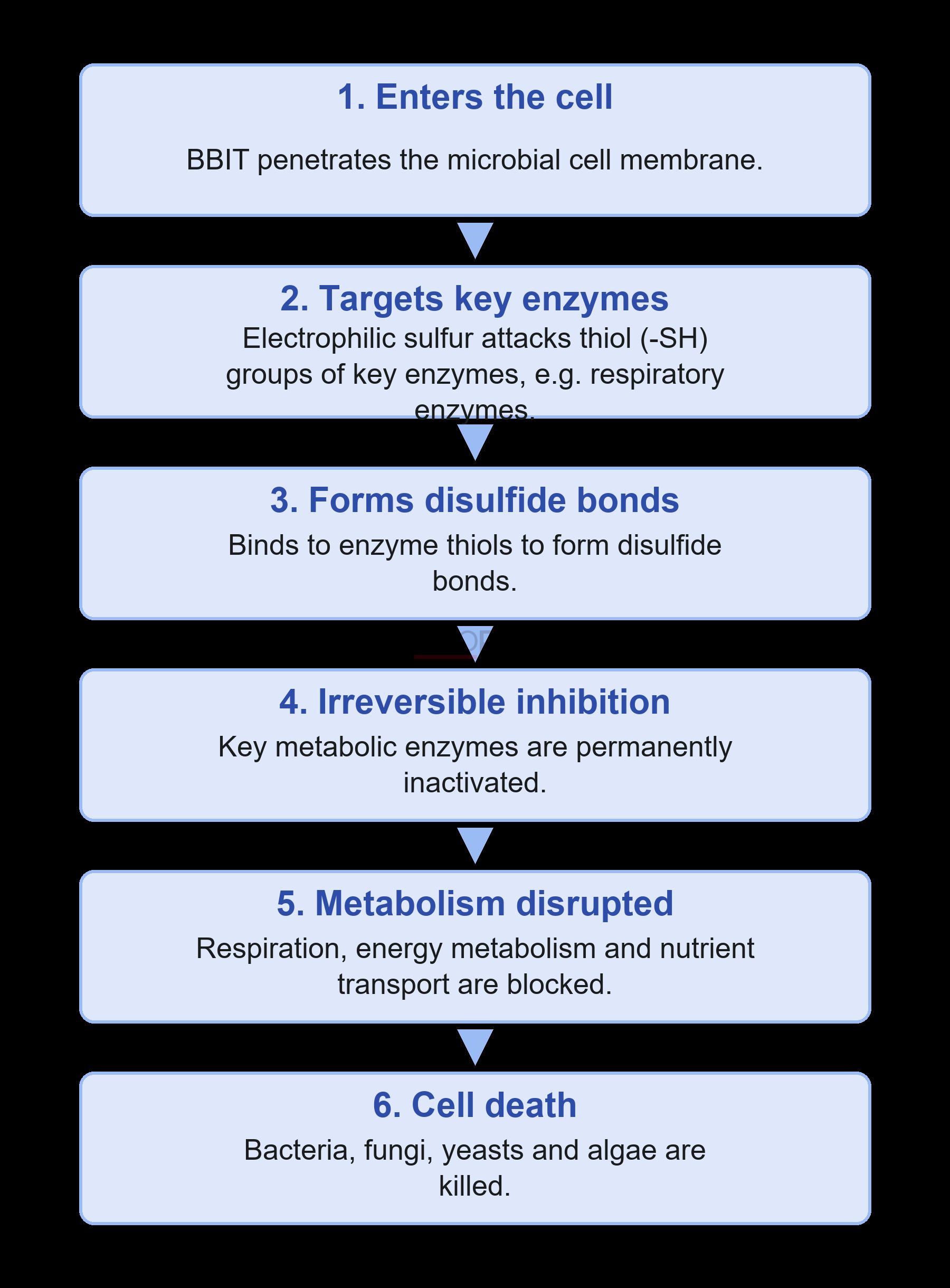 BBIT Antimicrobial Mechanism Process BBIT antimicrobial mechanism from cell penetration to microbial cell death