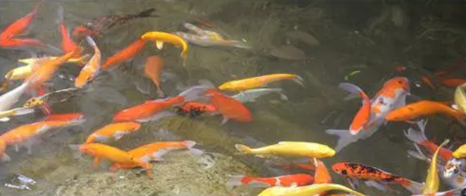 aquaculture industries