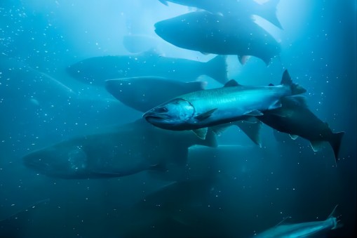 Aquaculture