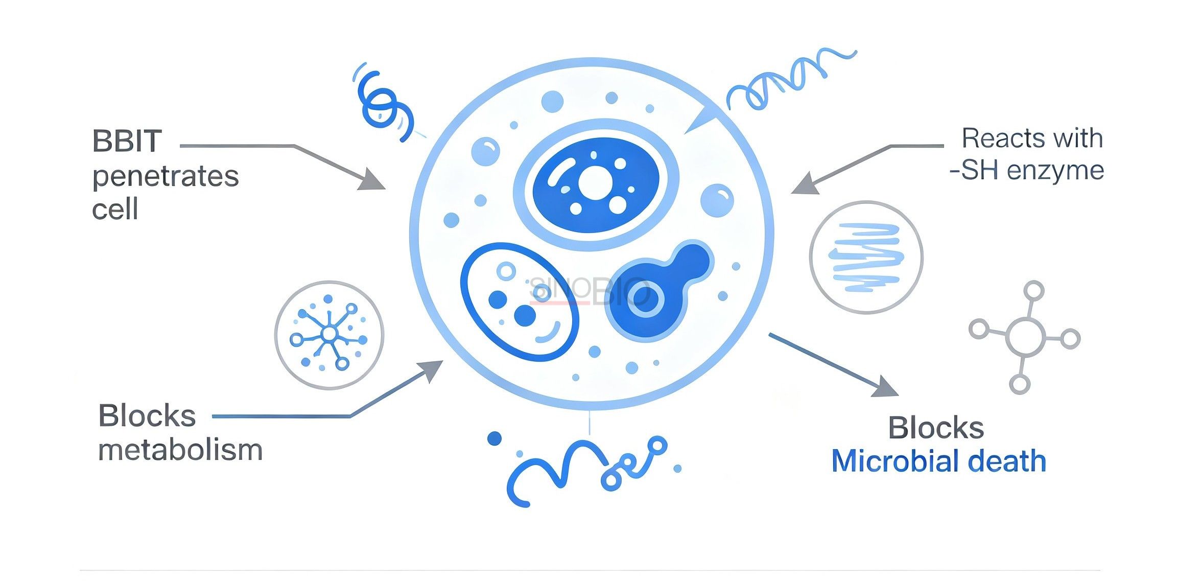 BBIT biocide mechanism of action against microorganisms